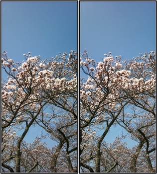 篠山の桜.jpg