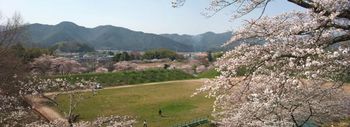 篠山城後のパノラマ桜.jpg
